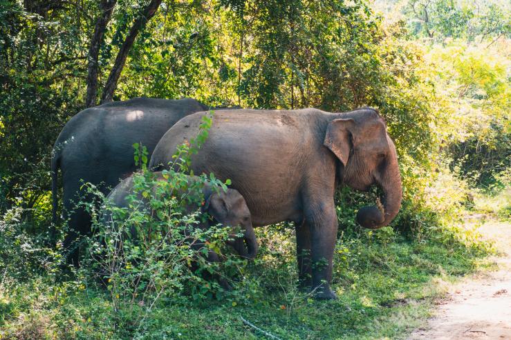 Rohingyas and Elephants Coexist in Cox’s Bazar, Bangladesh