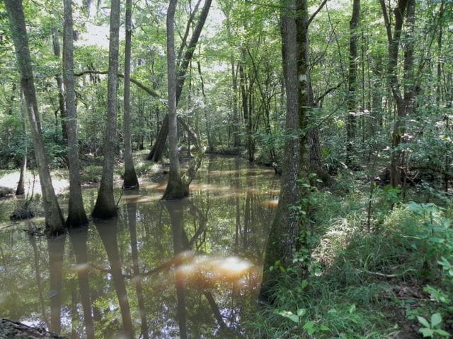 DOJ Orders Elephant Moved to Sanctuary From Puerto Rico Zoo