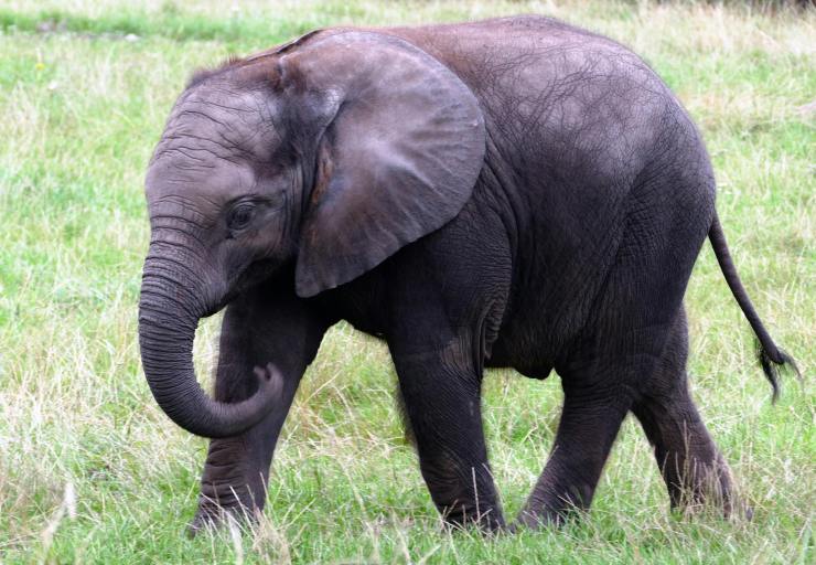 Last Captive Elephant at San Antonio Zoo Released to Sanctuary