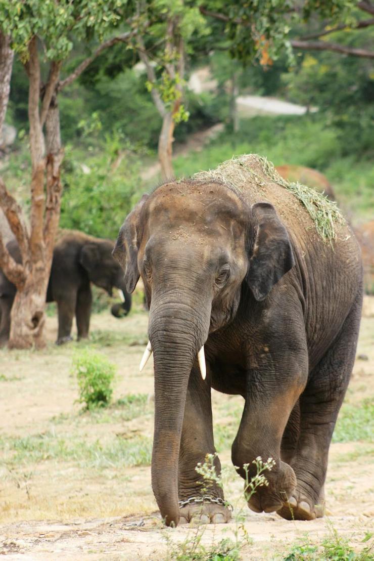 California City Grants Elephants Liberty
