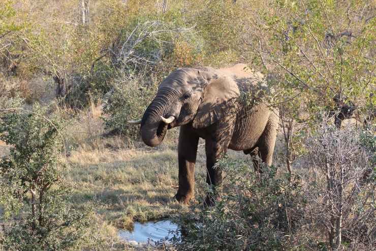 Bhejane Trust Brings Water to Elephants in Zimbabwe
