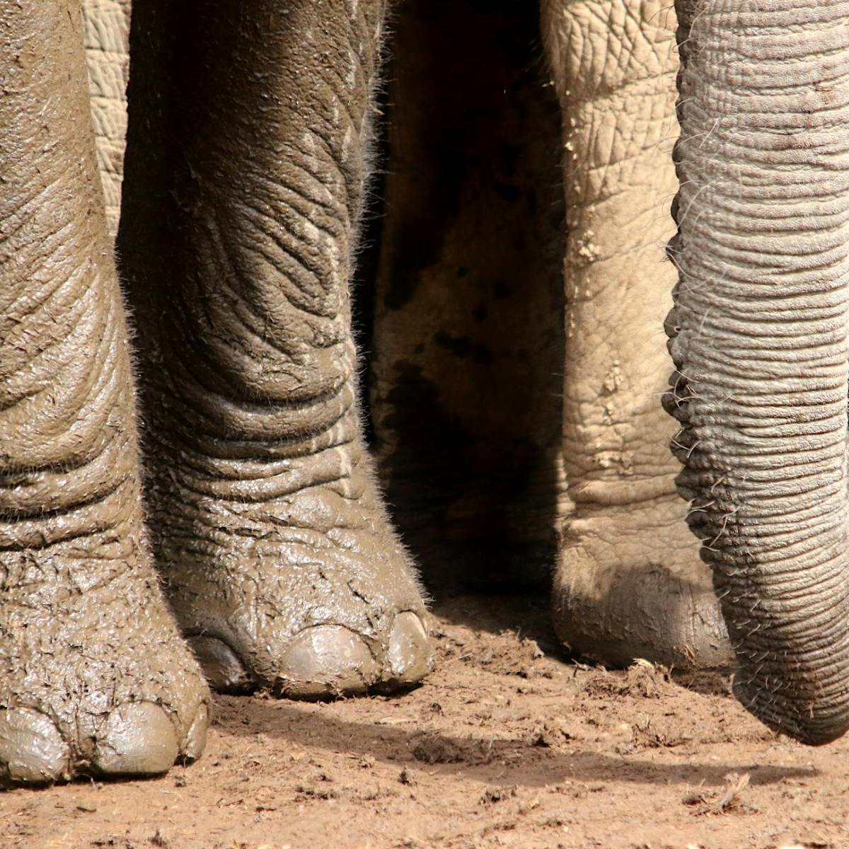 Captive Elephants in Bali Are Expected to “Earn Their Keep”