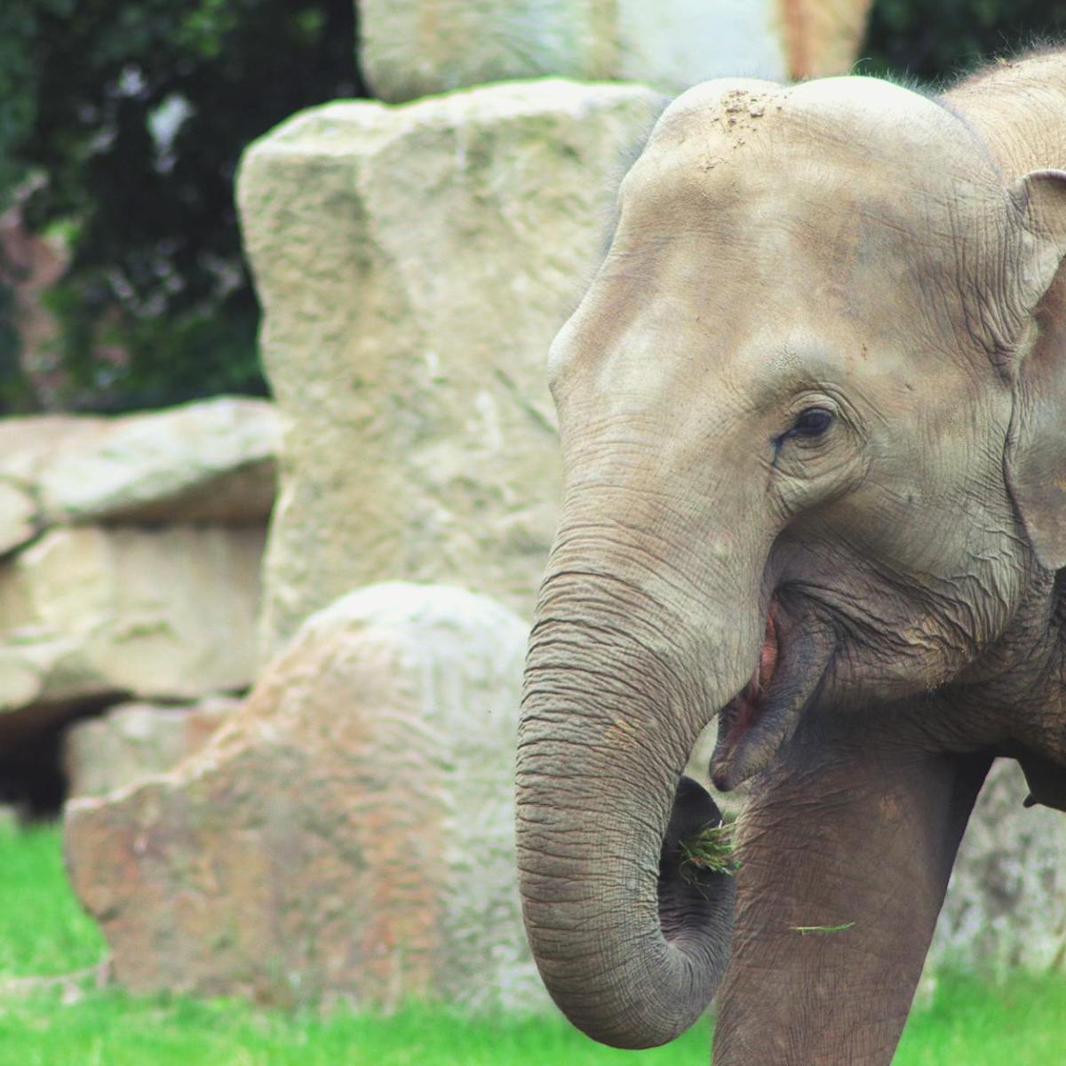 NhRP Friends of the Court Speak Up for Captive Elephants in Colorado