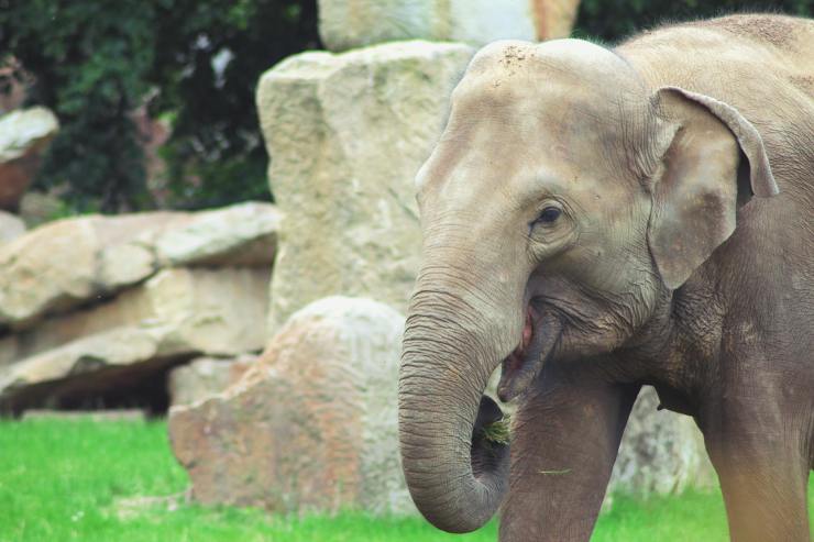 NhRP Friends of the Court Speak Up for Captive Elephants in Colorado